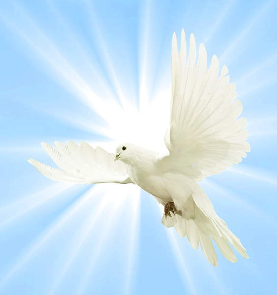 A bird flying freely