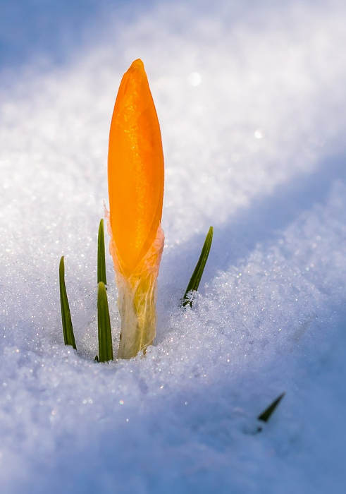 A flower waiting to start blooming
